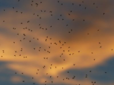 Mücken in Schottland: Beste Reisezeit zum Wandern ohne die „Midges“